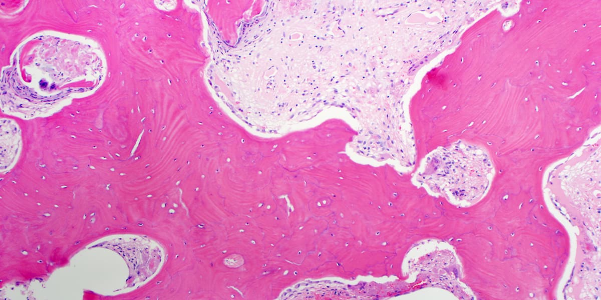 What is Histology? Unlock the Secrets of Tissue